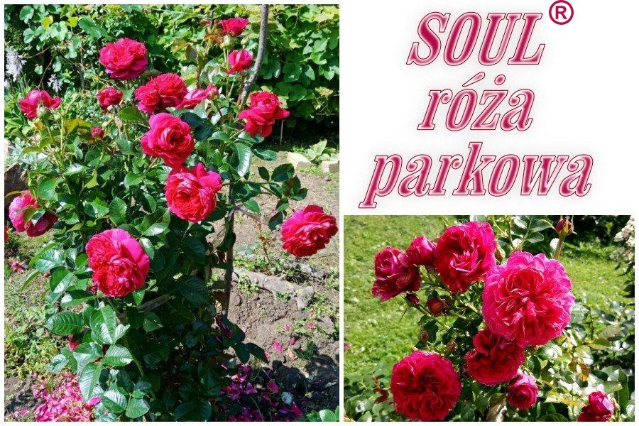 Soul róże parkowe kol